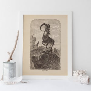 VINTAGE ZOOLOGY ART, Antique Arabian Ibex Print, Antique Goat Poster, Professional Reproduction, Vintage Animal Print, 1890s