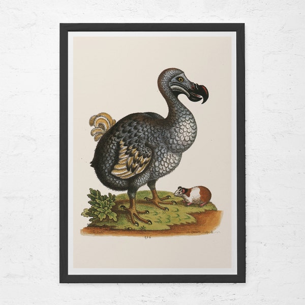 ART DODO ANTIQUE, impression ornithologique vintage, art de l'île Maurice, affiche oiseau Dodo, impression oiseau vintage, extinction, reproduction professionnelle