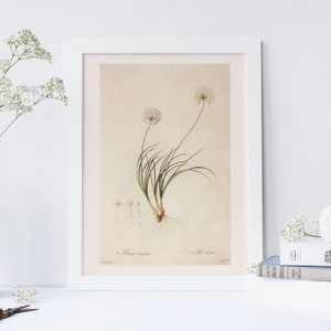 ANTIQUE FLOWER PRINT, Whitish Garlic, Professional Quality Giclée Print, Redouté, 19th Century Art, Botanical Illustratio, Cozy Room Decor