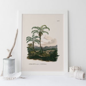 ANTIQUE BOTANICAL PRINT, Palm Tree Wall Art, Astrocaryum Campestre, Cocos Flexuosa, High Quality Reproduction, Nature Wall Art