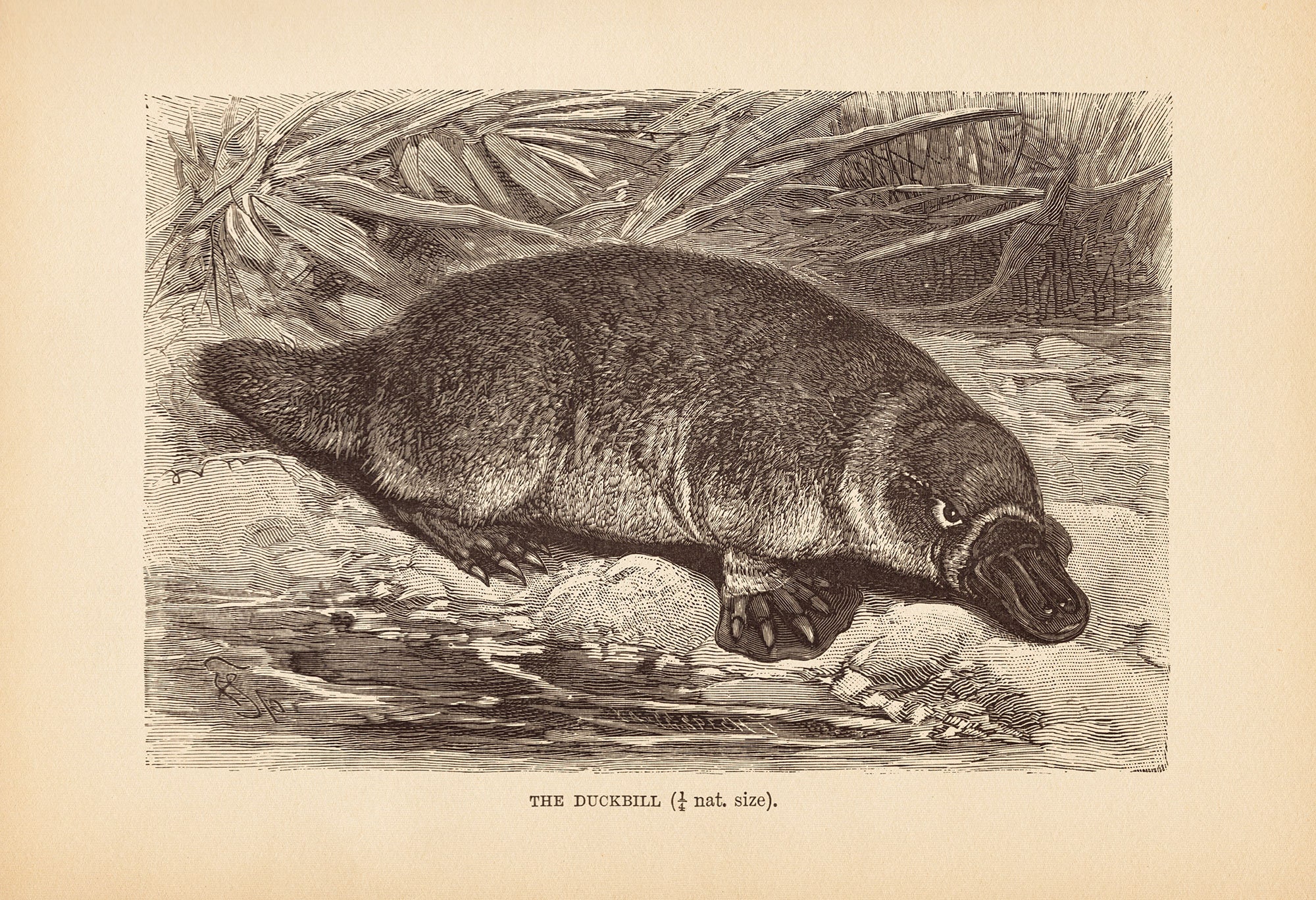 ANTIQUE ZOOLOGY PRINT, Vintage Platypus Print, Antique