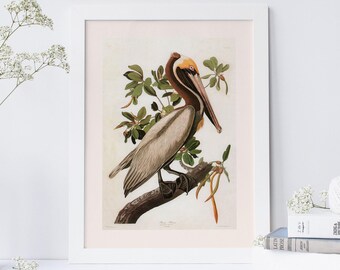 BRUINE PELICAN PRINT, 19e-eeuwse kunst, natuurlijke vogelprint, Pelecanu Fuseus, Audubon, Office Wall Art, natuurkunst aan de muur