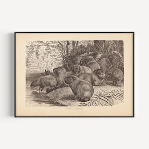 ANTIQUE ZOOLOGY PRINT, Vintage Capybara Print, Antique Carpincho Poster, Professional Reproduction, Vintage Animal Print, 1890s