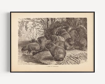 ANTIQUE ZOOLOGY PRINT, Vintage Capybara Print, Antique Carpincho Poster, Professional Reproduction, Vintage Animal Print, 1890s