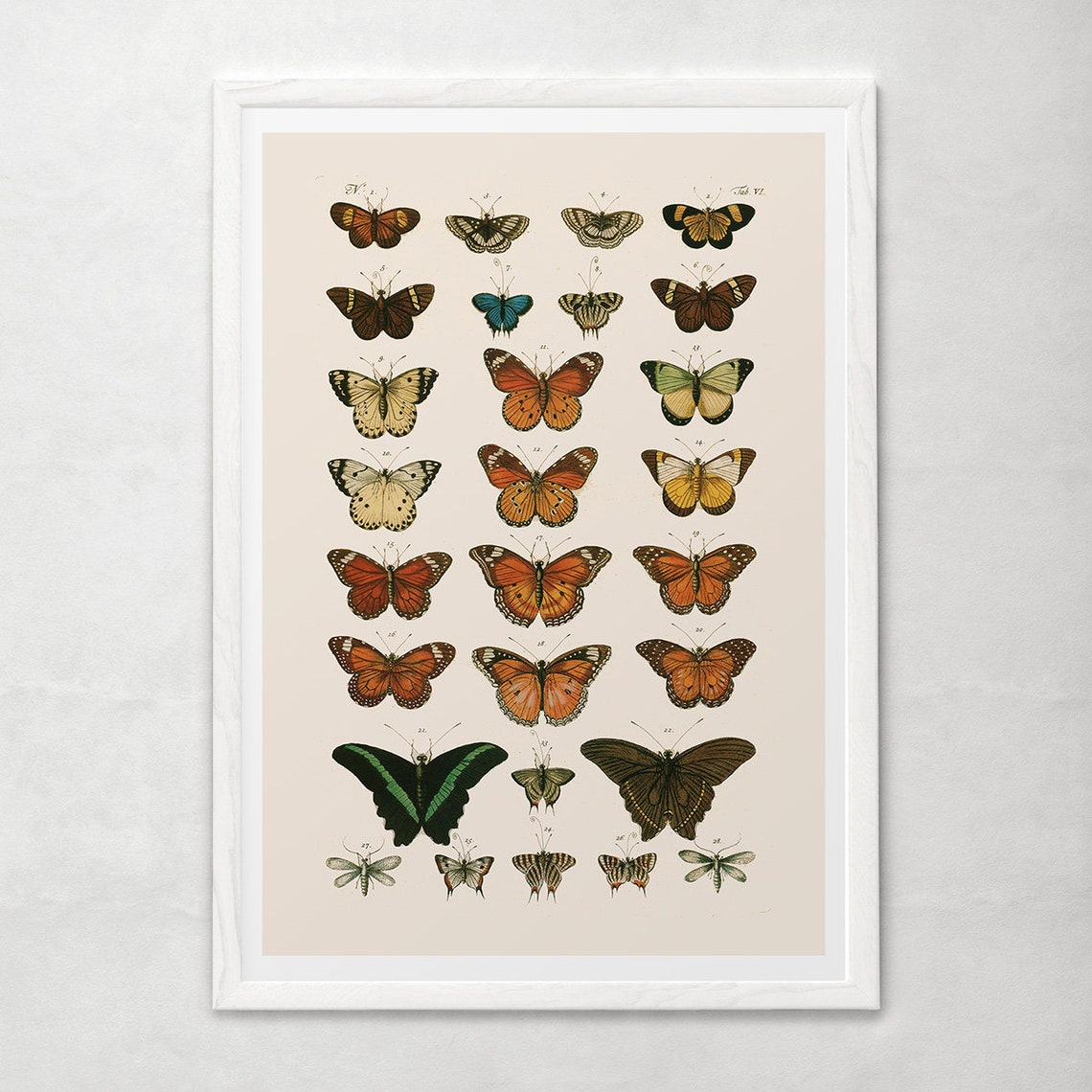 A vintage poster of butterflies