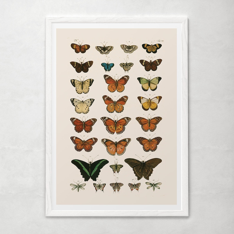 GIRLS ROOM DECOR, High Quality Reproduction, Old Nature Print Butterfly Art Antique Natural History Print, Vintage Science Print image 2