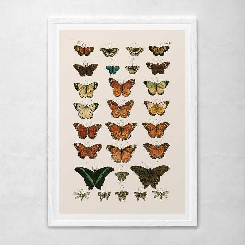 VINTAGE BUTTERFLY PRINT High Quality Reproduction  Old image 1