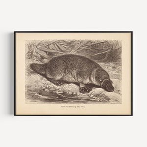 ANTIQUE ZOOLOGY PRINT, Vintage Platypus Print, Antique Mammalogy Poster, Professional Reproduction, Vintage Animal Print, 1890s