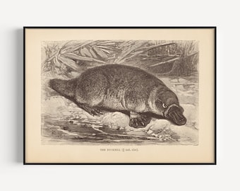 ANTIQUE ZOOLOGY PRINT, Vintage Platypus Print, Antique Mammalogy Poster, Professional Reproduction, Vintage Animal Print, 1890s