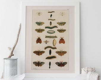 BUTTERFLY SCIENCE POSTER, antieke natuurprint, Caterpillar print vlinder kunst antieke natuurhistorie print muur kunst vlinder print