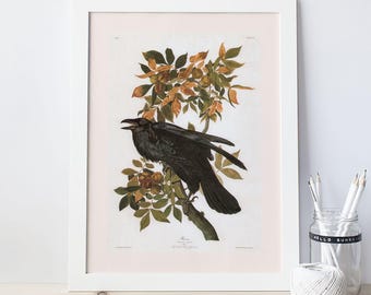 RAVEN POSTER, Professional Quality Giclée Print, John James Audubon, Birds of America, Nature Wall Art