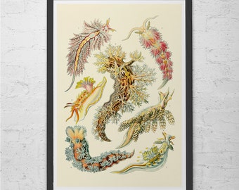 ERNST HAECKEL PRINT Nautical Print Antique Nature Print, Ribba Giclee Print, Beach House Decor Scientific Wall Art Vintage Science Print