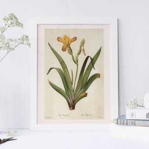 GELE IRIS POSTER, bonte Iris, Franse tuin, botanische kunst, jaren 1800, natuurkunst aan de muur