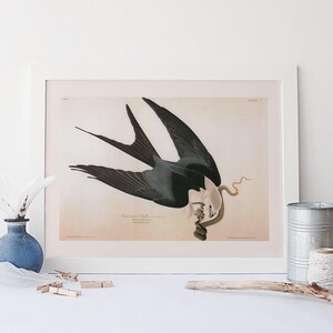 VINTAGE BIRD PRINT, Swallow-tailed Hawk, Audubon, 1820s, 1830s, Nature Wall Art