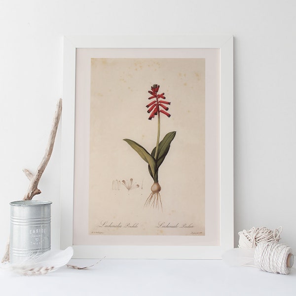 BULB-BEARING LACHENALIA, Vintage Flower Print, Redouté, 19th Century Art, Botanical Illustration, Cozy Room Decor, Cottagecore