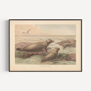 LEOPARD SEAL PRINT, Vintage Zoology Print, Antique Mammalogy Poster, Professional Reproduction, Vintage Animal Print, 1890s