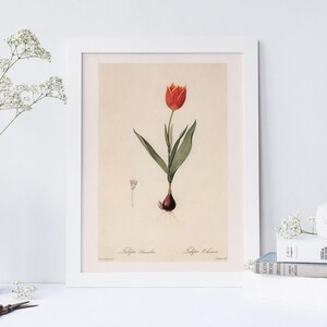 ANTIQUE FLOWER PRINT, Tulipa Suaveolens, Thol Tulip Print, Redouté, 19th Century Art, Cozy Room Decor, Cottagecore, Nature Wall Art image 1