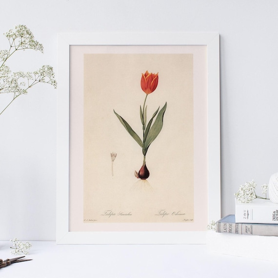 ANTIQUE FLOWER PRINT, Tulipa Suaveolens, Thol Tulip Print, Redouté, 19th Century Art, Cozy Room Decor, Cottagecore, Nature Wall Art