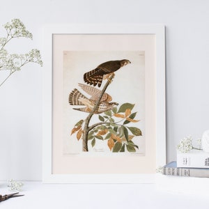 PIGEON HAWK DRUCK, Professionelle Reproduktion John James Audubon, Kunst des 19.Jahrhunderts, Chalet Dekor, Natur Wandkunst