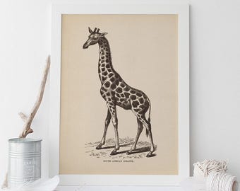 Stampa su Tela Giraffa con Bubblegum – Arte Divertente per Stampa su Tela Giraffa con Bubblegum – Arte Divertente per