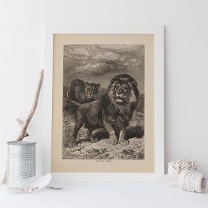 ANTIQUE ZOOLOGY PRINT, Vintage Lion Print, Antique Mammalogy Poster, Professional Reproduction, Vintage Animal Print, 1890s