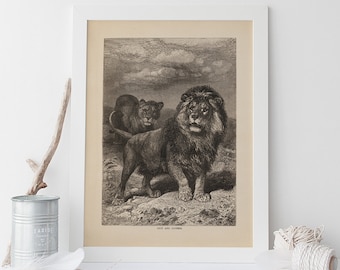 ANTIQUE ZOOLOGY PRINT, Vintage Lion Print, Antique Mammalogy Poster, Professional Reproduction, Vintage Animal Print, 1890s