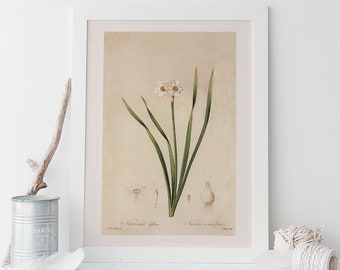 WHITE DAFFODIL PRINT, Yellow-centered Daffodil Art, Giclée Print, Redouté, 19th Century Art, Botanical Illustration, Cosy Room Decor