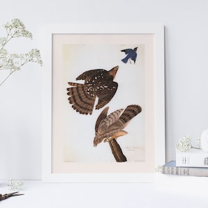 STANLEY HAWK, Professional Quality Giclée Print, John James Audubon, 19th Century Art, Natural Wall Art, Nature Wall Art