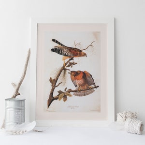 RED SHOULDERED HAWK, Museumsqualität Giclée-Druck, John James Audubon, Raubvogel, Geschenk für Naturliebhaber, Naturwandkunst