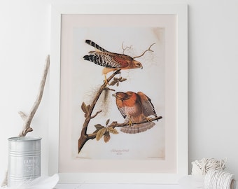 May include: A vintage illustration of two red-shouldered hawks perched on a branch. The birds are depicted in a realistic style with detailed feathers and markings. The background is a light cream colour with a subtle texture.