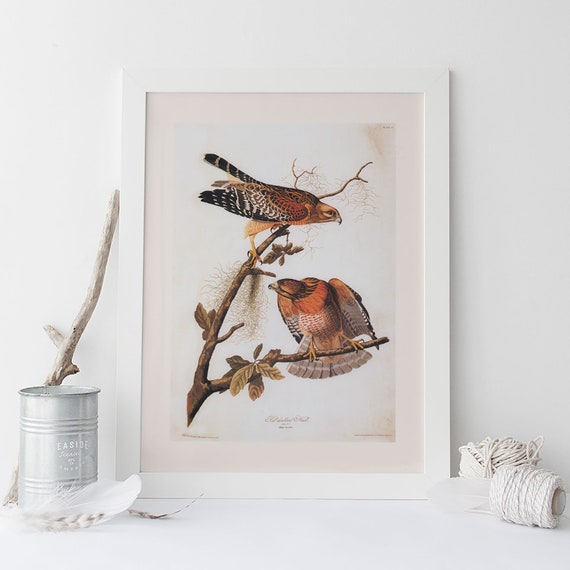 RED SHOULDERED HAWK, Museum Quality Giclée Print,  John James Audubon, Bird of Prey, Nature Lover Gift, Nature Wall Art