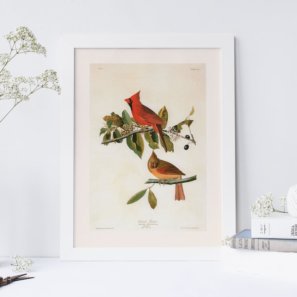 BEAUTIFUL CARDINAL PRINT, Professional Quality Giclee Print, Fringilla Cardinalis, John James Audubon, Bird Watcher Gift, Nature Wall Art