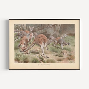 VINTAGE KANGAROO PRINT, Antique Zoology Print, Antique Mammalogy Poster, Professional Reproduction, Vintage Animal Print, 1890s
