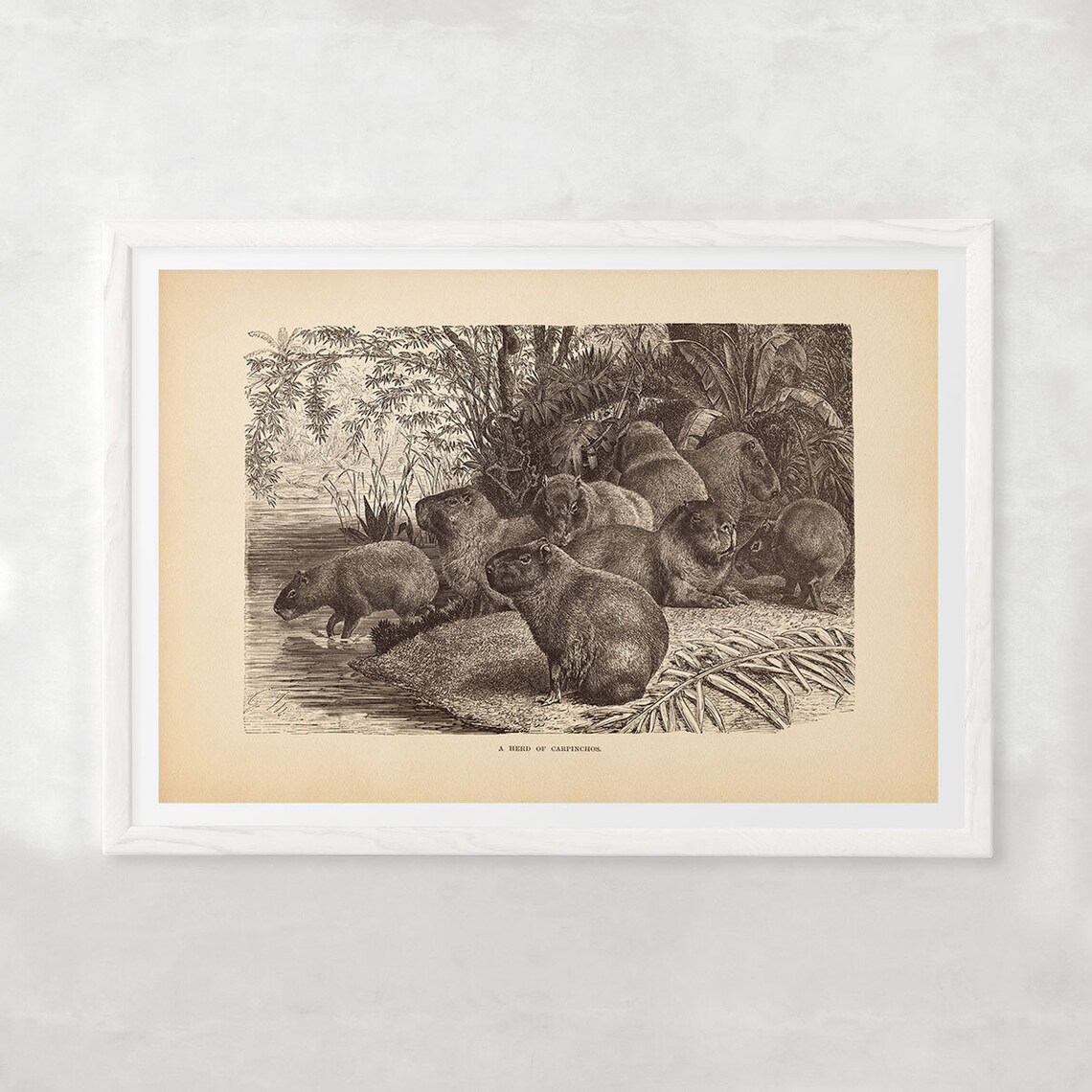 ANTIQUE ZOOLOGY PRINT Vintage Capybara Print Antique - Etsy