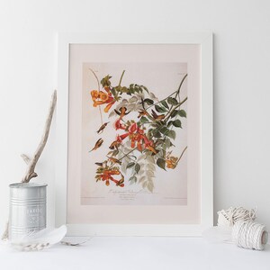 RUBY THROATED HUMMINGBIRD, gicléeprint van professionele kwaliteit, John James Audubon, housewarmingcadeau, boerderijdecor, natuurkunst aan de muur