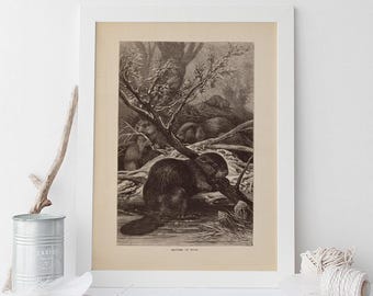 IMPRESSÃO ANTIGA DE CASTOR, Arte de parede de zoologia vintage, Pôster antigo de mastologia, Reprodução profissional, Estampa de animal vintage, década de 1890