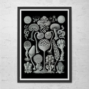 ERNST HAECKEL PRINT Nautical Print Antique Nature Print, Ribba Giclee Print, Beach House Decor Scientific Wall Art Vintage Science Print