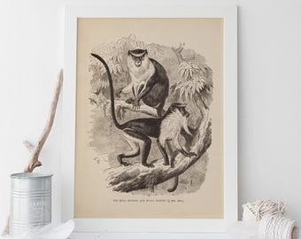 ANTIQUE ZOOLOGY PRINT, Vintage Monkey Print, Antique Mammalogy Poster, Professional Reproduction, Vintage Animal Print, Mona, Diana, 1890s