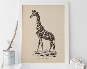 GIRAFFE WALL ART, South African Giraffe Print, Antique Animal Poster, Professional Reproduction, Vintage Animal Print, 1890s