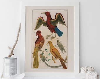 ANTIQUE ORNITHOLOGY PRINT, Antique Nature Print, Professional Reproduction, Vintage Bird Print Nature Wall Art Bird Art Print Nature Art