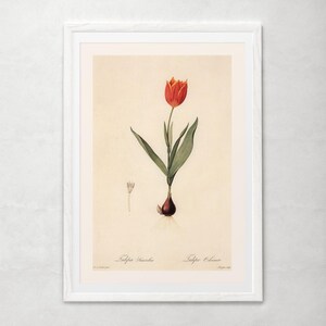 ANTIQUE FLOWER PRINT, Tulipa Suaveolens, Thol Tulip Print, Redouté, 19th Century Art, Cozy Room Decor, Cottagecore, Nature Wall Art image 5