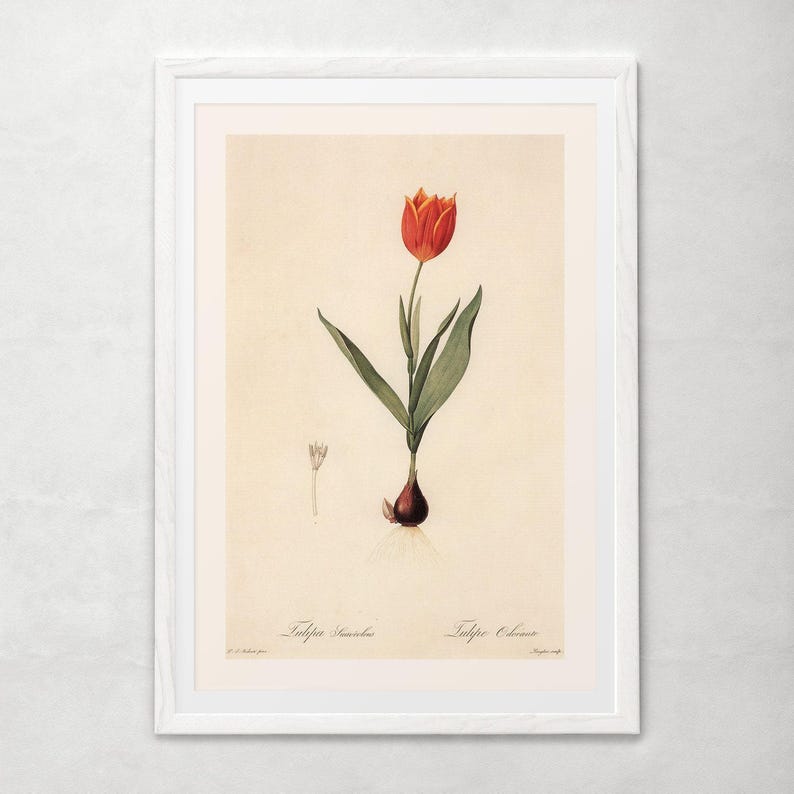 ANTIQUE FLOWER PRINT, Tulipa Suaveolens, Thol Tulip Print, Redouté, 19th Century Art, Cozy Room Decor, Cottagecore, Nature Wall Art image 5