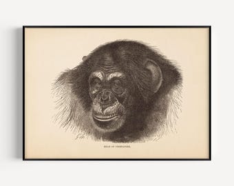 ANTIQUE ZOOLOGY PRINT, Vintage Chimpanzee Print, Antique Mammalogy Poster, Professional Reproduction, Vintage Animal Print, 1890s