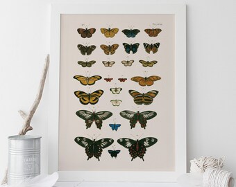 NATURE WALL DECOR, High Quality Reproduction, Nature Art Print Butterfly Art Natural History Print Nature Wall Art Butterfly Print