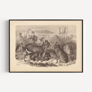 ANTIQUE ZOOLOGY PRINT, Vintage Patagonian Mara Print, Antique Rheas Poster, Professional Reproduction, Vintage Animal Print, 1890s