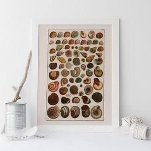 VINTAGE NAUTICAL PRINT, Antique Seashell Print, Professional Reproduction, Nautical Art Print Old Nature Print Nautical Wall Art Snails