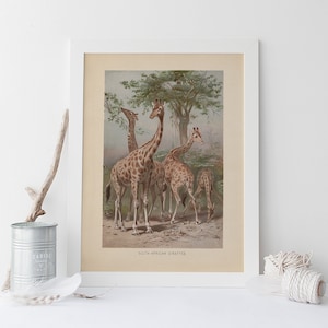VINTAGE GIRAFFEN DRUCK, Antiker Zoologie Druck, Antikes Tier Poster, Professionelle Reproduktion, Vintage Tierdruck, Südafrika, 1890s