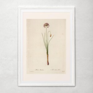 IMPRESSION DE FLEURS ANTIQUE, poireau de Steller, Redouté, art du XIXe siècle, illustration botanique, décoration de chambre confortable, cottagecore, art mural nature image 6