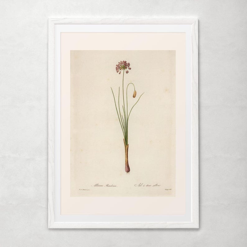 IMPRESSION DE FLEURS ANTIQUE, poireau de Steller, Redouté, art du XIXe siècle, illustration botanique, décoration de chambre confortable, cottagecore, art mural nature image 6