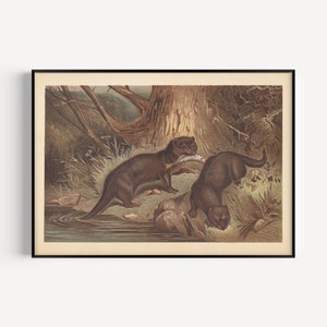 ANTIQUE ZOOLOGY PRINT, Vintage European Otter Print, Antique Mammalogy Poster, Professional Reproduction, Vintage Animal Print, 1890s